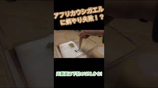 アフリカウシガエルの餌やりに失敗!?　#shorts