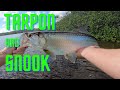 BABY TARPON & SNOOK (fly fishing)