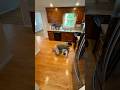 From Carpet to Luxury Hardwood 🔥- #hardwood #flooring #qualityflooring #bona
