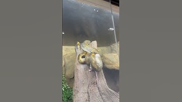 Super Dwarf Retic #snake #pets #reptile #animals #python #crazy #outdoors #instagram #viral #pet