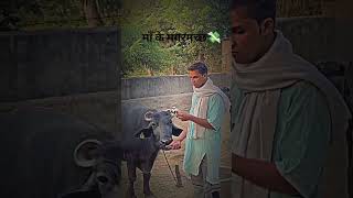 पापा की परी और मां के मगरमच्छ😆😆#viralvideo #baffalo #dairyproducts #bull #dairyherd #farm #animals