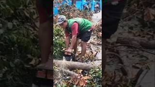 carpenter's skills #shortvideo #treecutting #chainsaw