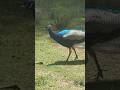 #peacock