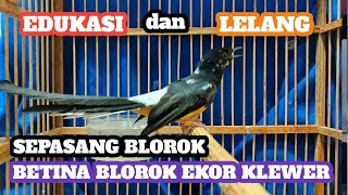 EDUKASI, LELANG TROTOL,BETINA BLOROK, BLOROK SEPASANG, GACORAN