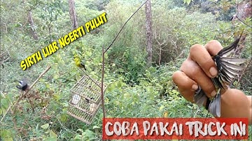 Mikat sirtu || cipoh yang tau pulut,, begini caranya agar poin,,