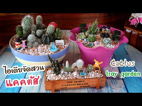 ไอเดียจัดสวนแคคตัสแบบน่ารัก สวยงาม สไตล์ปุ้ย Cactus Garden Ideas