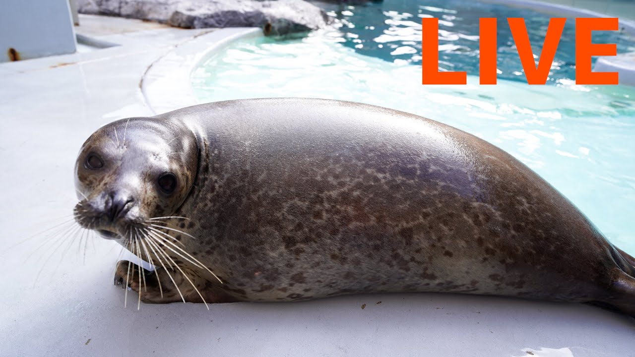 【LIVE】ゴマフアザラシおんぷ　旅立ち前のライブ配信