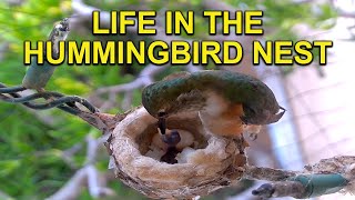 Mother Allen’s Hummingbird Nest: Only One Egg Hatches by Hummingbird Spot 214,899 views 2 months ago 2 minutes, 52 seconds