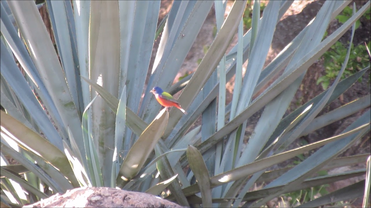 Painted Bunting, Passerina ciris y White-winged Dove, Zenaida asiatica. En Universidad Zamorano, HN.
