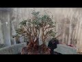 (Đx))25M916 gl cây quýt rừng 300k lh0707713796khuongbonsai