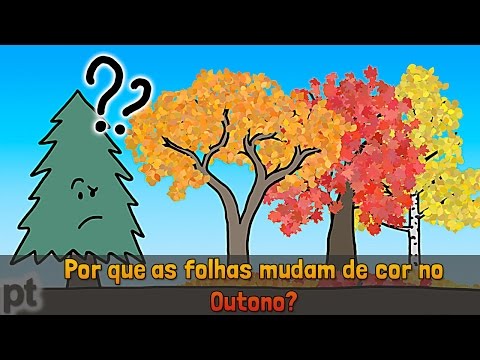 Vídeo: Folhas de árvores de cor vermelha - tipos de árvores que ficam vermelhas no outono