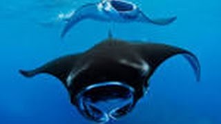 Underwater VLOG Episode 1 - Scuba Diving Burmas Unknown Islands | GoPro HERO Underwater HD