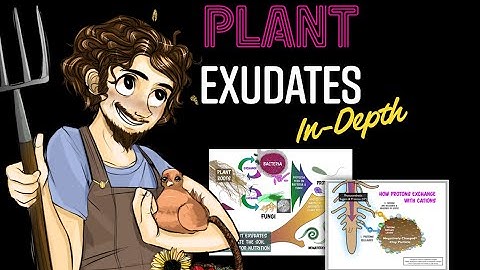 Plant Exudates In-Depth with Matt Powers | a Regenerative Soil excerpt
