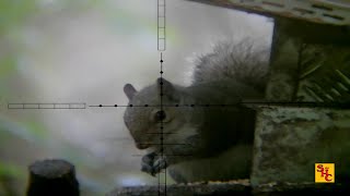 Pest Control with Air Rifles - Squirrel Shooting - An Inside Job?