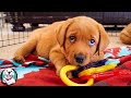 THE CUTEST LABRADOR VIDEOS OF 2020!!