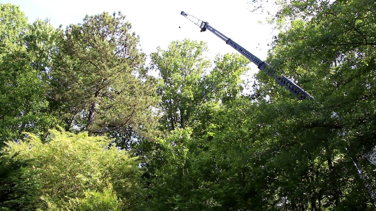 Crane Tree Removal - YouTube