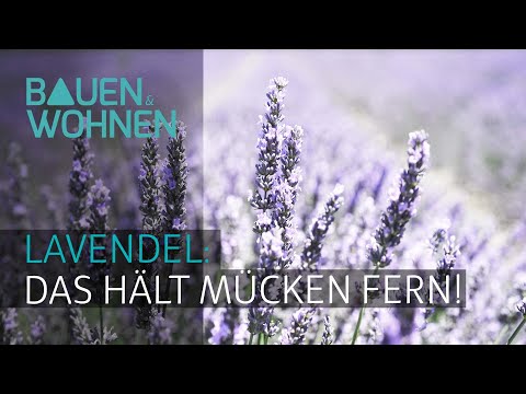 Video: Wehren Lavendelpflanzen Insekten ab?