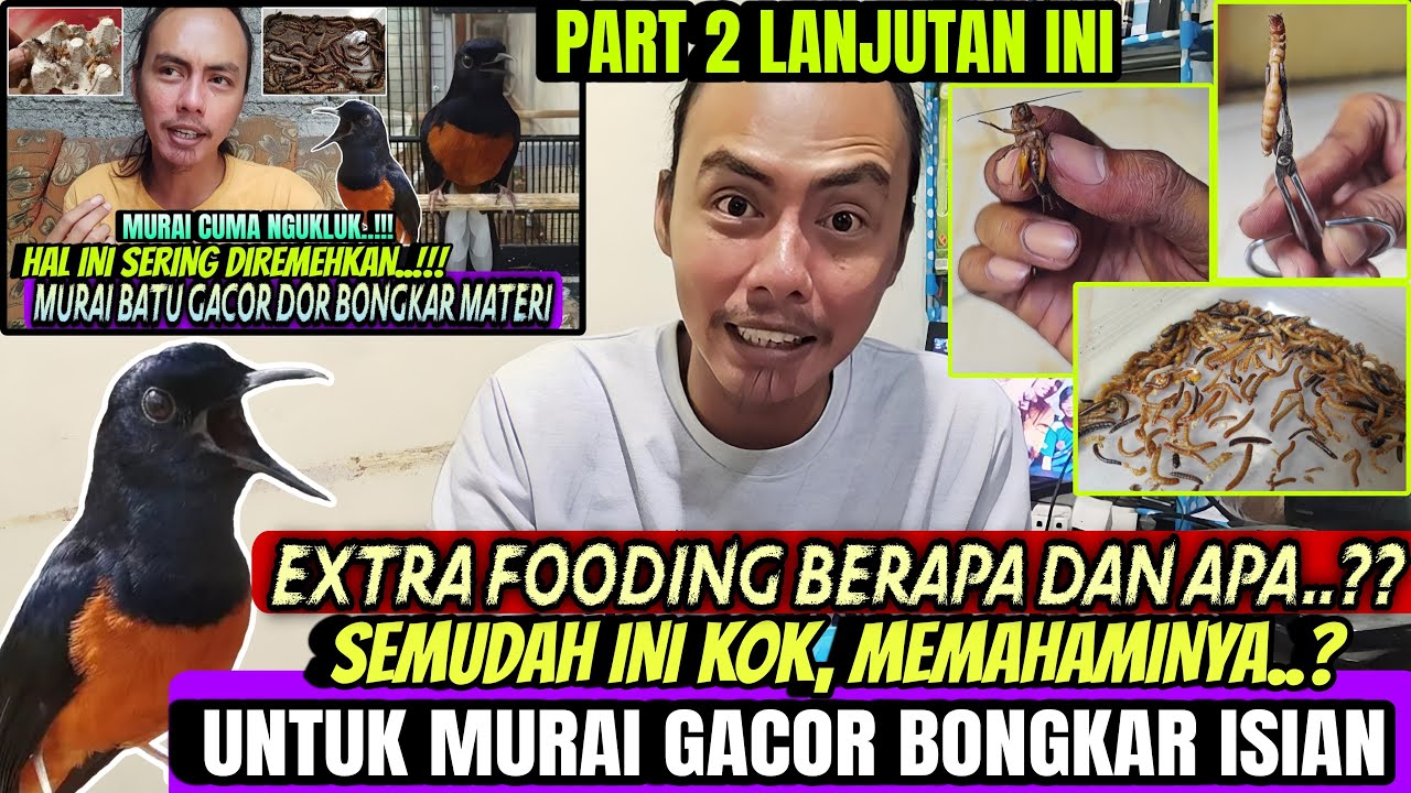 PADAHAL CUMA BEGINI SAJA ⁉️ PERAWAT LAKUKAN INI, MURAI BATU JADI GACOR BONGKAR ISIAN