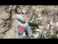 Cutting leaves of trees and carrying for feeding domestic animals