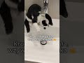 Instrukcja dla kota: Jak pić wodę! 🐱 #shorts #humor #pulseai #kot