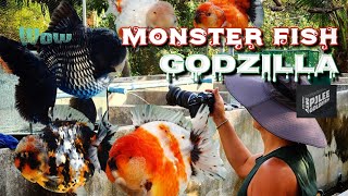 Great Monster Goldfish 괴물 금붕어 고질라 ( 태국 쇼군 농장에서 금붕어 선별 ) Goldfish movie  #monsterfish #monster