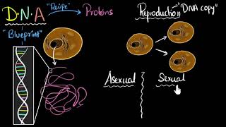 Reproduction, DNA, sexual & asexual | How do organisms reproduce | Biology | Khan Academy