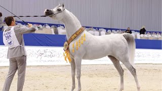 الحصان العربي الأصيل | أفضل وأجمل 10 فحول في العالم في عروض الجمال لعام 2021 . الجزء الأول
