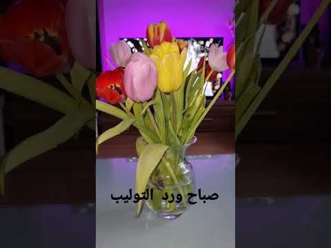 ورد التوليب 