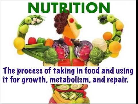 Types of nutrition in animals |Life Processes(part 9) | RooseTube | Biology  series - YouTube