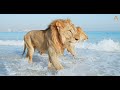 Animalia Lions Kal and Kimbo play in the waves