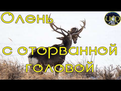 Олень с оторванной головой другого оленя в рогах  / жесть