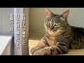 実家で一人暮らしをしていた猫（ミコ）のお引越し後の様子