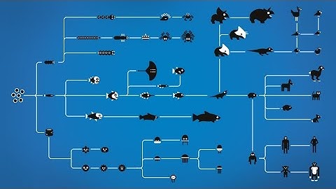 How Evolution works