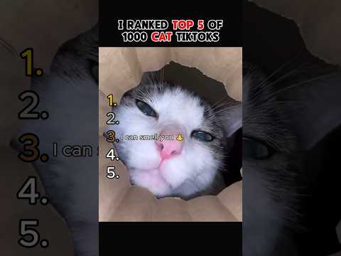 Ranking the funniest cat clips on tiktok #funny #cats #ranking