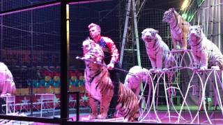 " Big Cats Show "