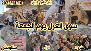 سوق الغزل لبيع الحيوانات في بغداد الجمعة 2023/11/10 | تيم إطلاق سراح #سامر_الصحراوي