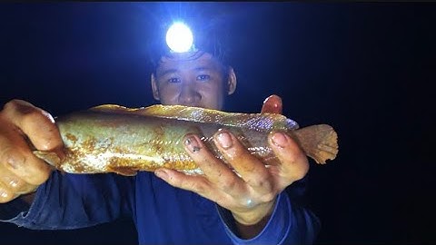 CÂU ĐÊM TRÚNG 2 CON CÁ TRÊ KHỦNG | PHA GIẬT CẦN CĂNG ĐÉT LÚC NỬA ĐÊM