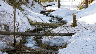 Весна в Горах Кузбасса. Как природа Пробуждается от Зимней Спячки