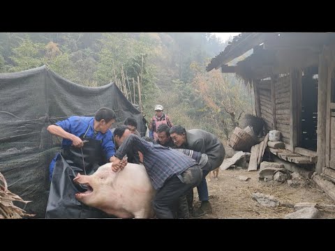 The new method of killing pigs in rural areas is easy to handle by two people. It's really fun