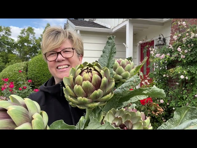 Mammoth Artichokes!