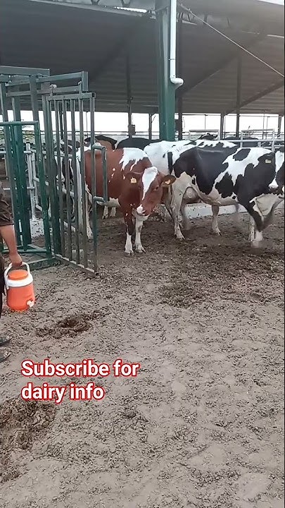 how-can-we-make-dairy-farm-profitable-dairy-farming