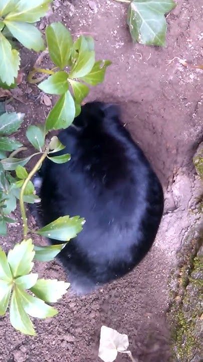Kaninchen buddelt Loch YouTube