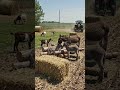 Bu video viral oldu.#youtubeshorts #viral #çiftçi#fyp #nature #animals #keçi #tarla #hayvanlar