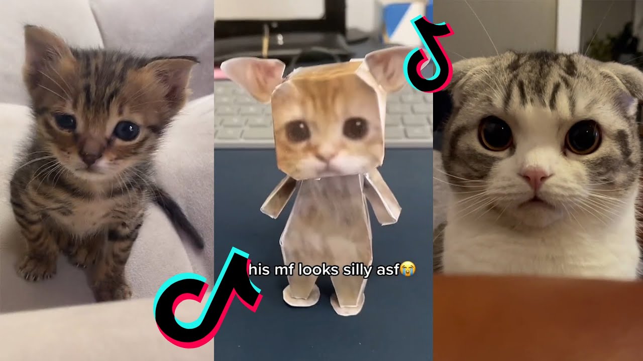 whats behind el gato｜TikTok Search