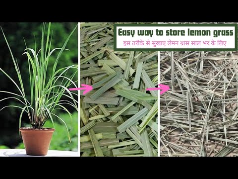 How To Store Lemon Grass For A Year At Home | Easy Way For Preservation Of Lemon Grass | Sweeties