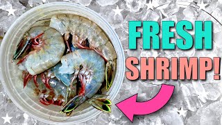 $100 of SHRIMP: How to Process Shrimp / Prawns & How to Freeze Fresh Shrimp for Best Quality
