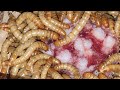 A los gusanos de tenebrio también les gusta el SALCHICHÓN IBERICO! #insectos #gusanos #tenebrios