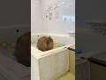 カピバラの鳴き声 #shorts #カピバラ #capybara #animals #capivara