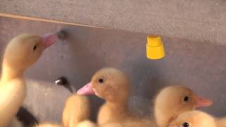 Ducklings at Metzer Farms with Avicorvi Nipple Drinkers