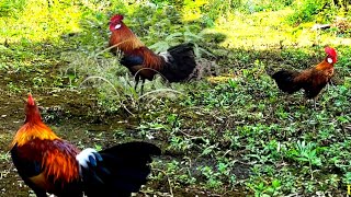 PIKAT GANTENG LANGSUNG DAPAT 2 EKOR AYAM HUTAN